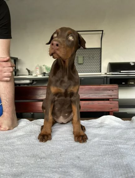 dobermann cuccioli in vendita