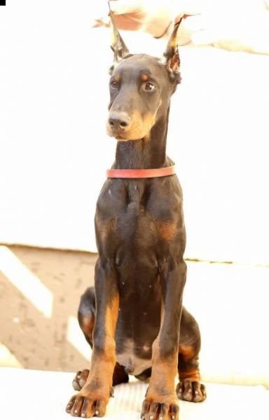 dobermann cuccioli in vendita | Foto 5