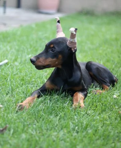 dobermann cuccioli in vendita | Foto 4