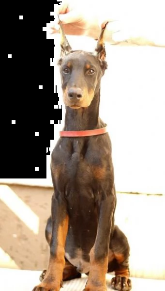 dobermann cuccioli in vendita | Foto 3