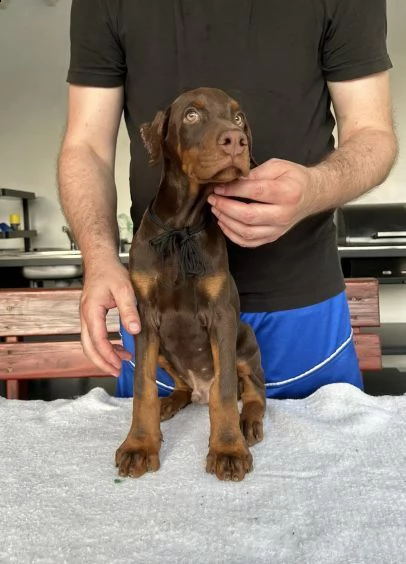 dobermann cuccioli in vendita | Foto 2