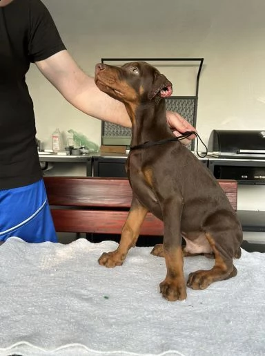 dobermann cuccioli in vendita | Foto 1