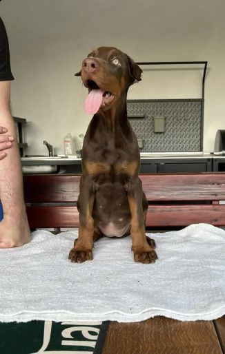 dobermann cuccioli in vendita | Foto 0