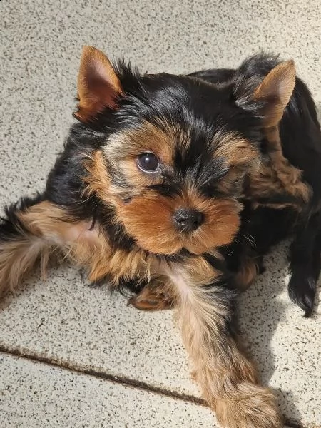 belllissimi cuccioli di yorkshire terrier | Foto 3