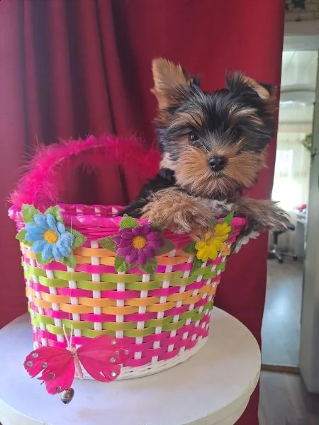belllissimi cuccioli di yorkshire terrier | Foto 2