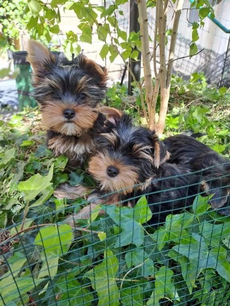 belllissimi cuccioli di yorkshire terrier | Foto 1