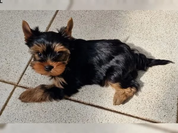 belllissimi cuccioli di yorkshire terrier | Foto 0