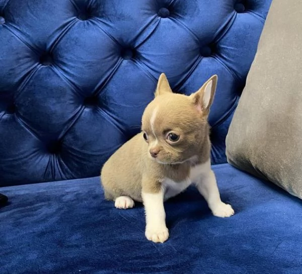 magnifici cuccioli di chihuahua per il reinserimento chihuahua inglese maschio e femmina extra affas