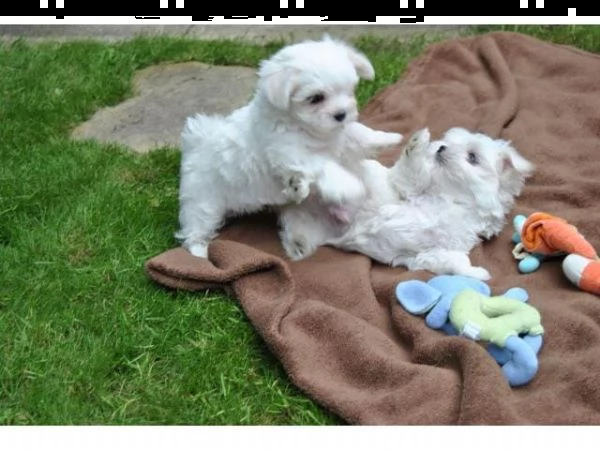 adorabili cuccioli maltesi femmina t-cup per l'adozione abbiamo cuccioli maltesi maschi e femmine