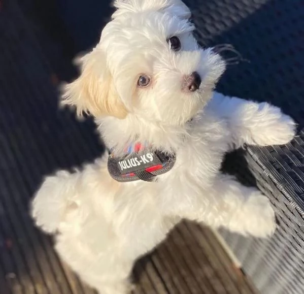 cuccioli maltesi dall'aspetto meraviglioso