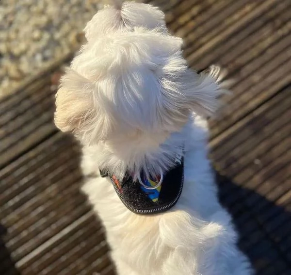 cuccioli maltesi dall'aspetto meraviglioso | Foto 0
