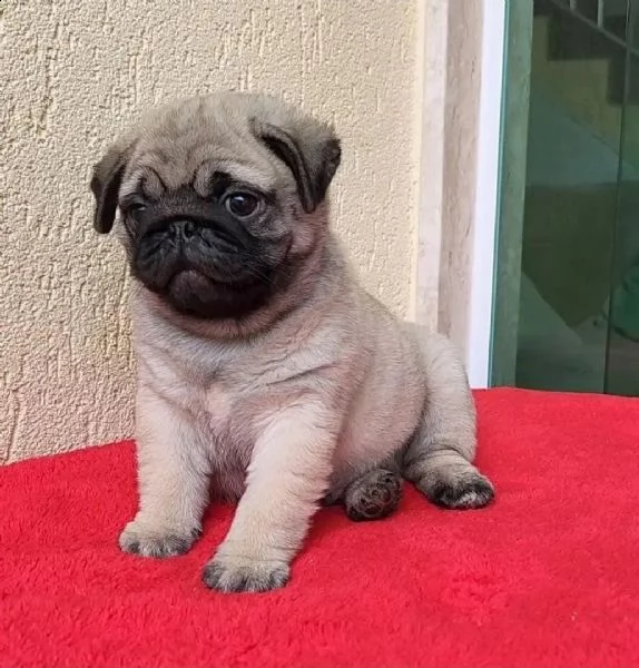 regalo carlino  maschio e femmina disponibile 