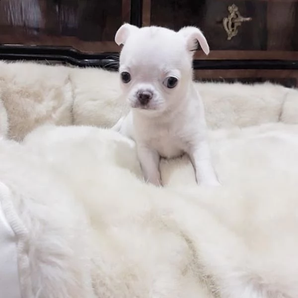 regalò chihuahua toy……