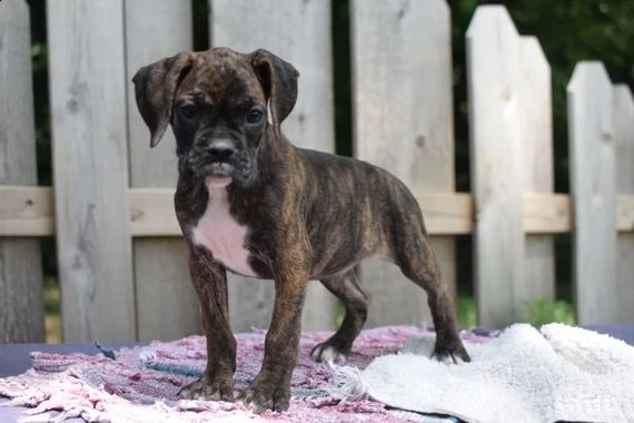 regalo boxer——— | Foto 0