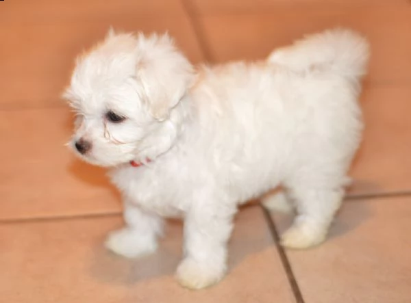  regalo cuccioli di barboncino qui in vendita