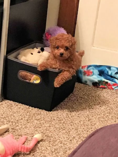  regalo cuccioli di barboncino qui in vendita | Foto 0