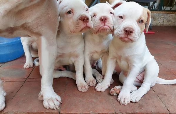 ultimi cuccioli di bulldog, 1maschio e 3femmine. sverminati e vaccinati con pedigree 