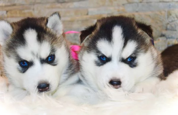 bellissimi cucciolotti di siberian husky | Foto 0