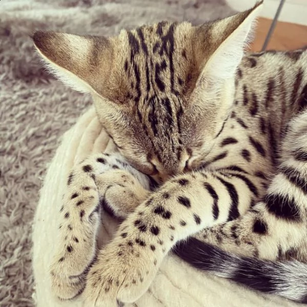bellissimo gattino della savana | Foto 1