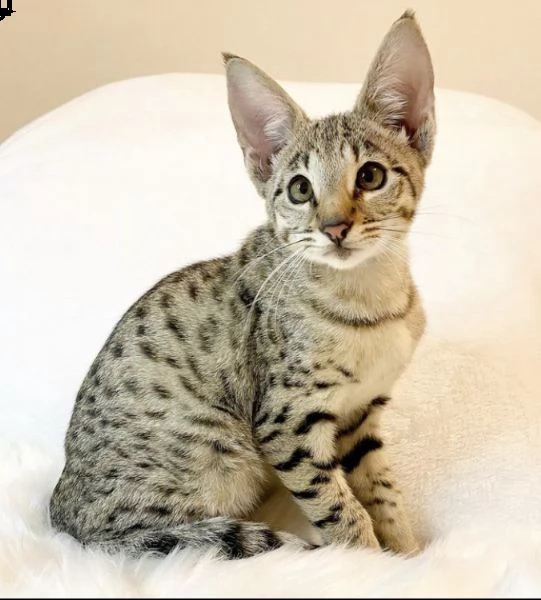 bellissimo gattino della savana | Foto 0