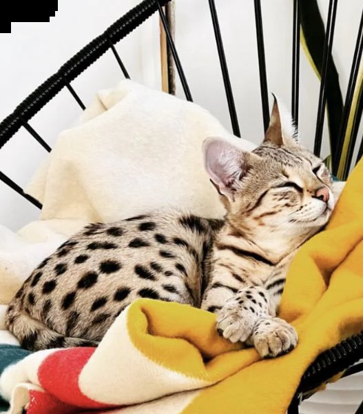 bellissimo gattino della savana