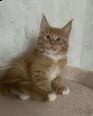 bellissimi gattini maine coon pronti per nuove case | Foto 3