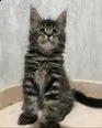 bellissimi gattini maine coon pronti per nuove case