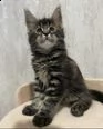 bellissimi gattini maine coon pronti per nuove case | Foto 2