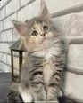 bellissimi gattini maine coon pronti per nuove case | Foto 1