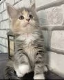 bellissimi gattini maine coon pronti per nuove case | Foto 0