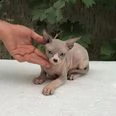 bel gattino sphynx | Foto 4