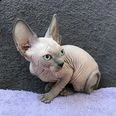 bel gattino sphynx | Foto 3