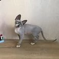 bel gattino sphynx | Foto 2