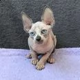 bel gattino sphynx | Foto 1