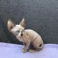 bel gattino sphynx