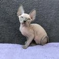 bel gattino sphynx | Foto 0