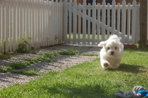 tre  cagnolino bianco di maltese toy italiano | Foto 0