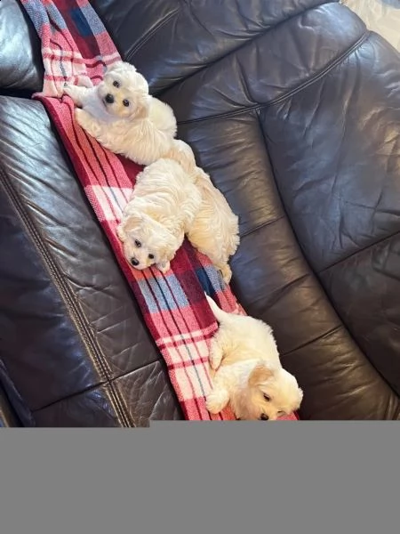 dolcissimi cuccioli maltesi di razza pura | Foto 5