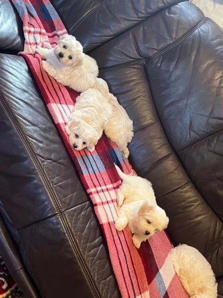 dolcissimi cuccioli maltesi di razza pura | Foto 4