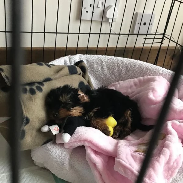 disponibile eccellente cucciolata di yorkshire toy | Foto 3