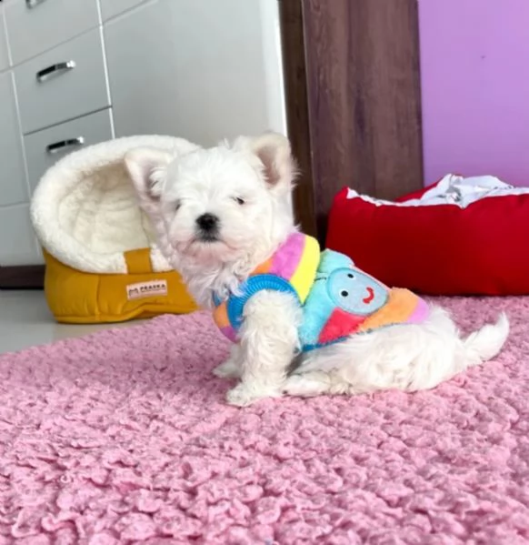 cucciola di maltese taglia piccola