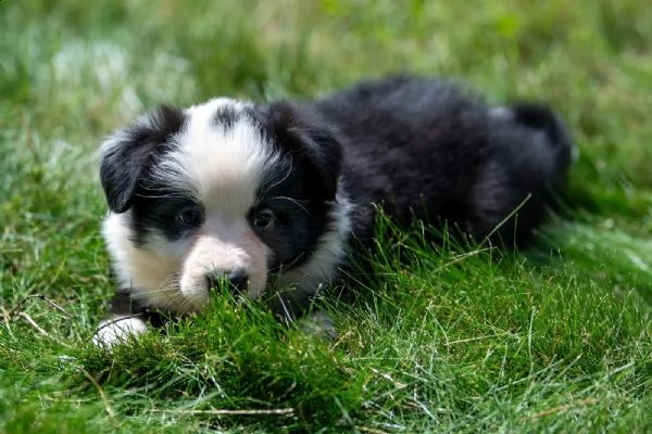 cuccioli di border collie di altissima genealogia | Foto 0