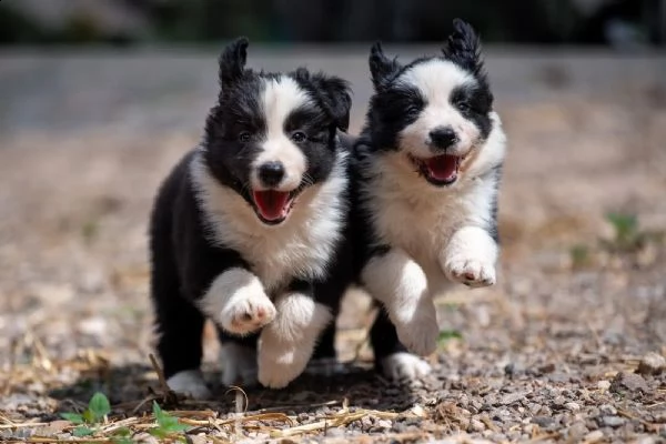 cuccioli di border collie di altissima genealogia