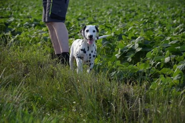 stupendi cuccioli di dalmata | Foto 1