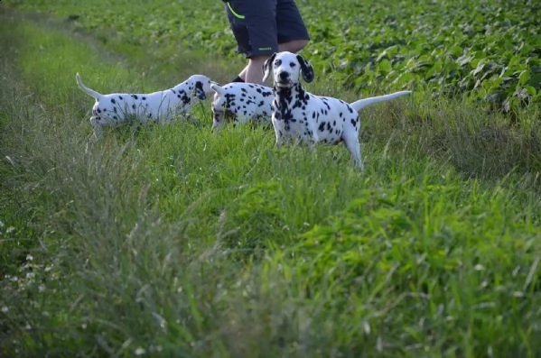 stupendi cuccioli di dalmata | Foto 0