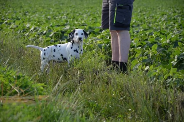 stupendi cuccioli di dalmata
