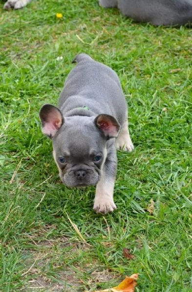 i cuccioli di bulldog francese cercano una nuova casa! | Foto 4