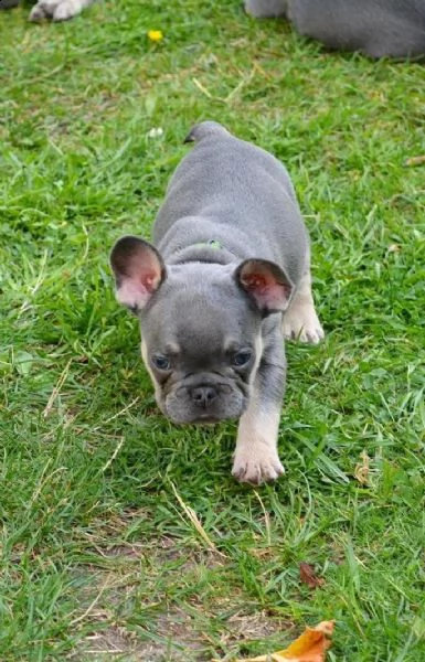 i cuccioli di bulldog francese cercano una nuova casa! | Foto 2