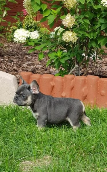 i cuccioli di bulldog francese cercano una nuova casa!