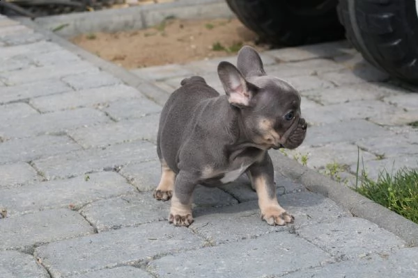 i cuccioli di bulldog francese cercano una nuova casa! | Foto 0